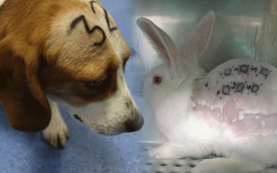 Un laboratori de Madrid empra tècniques cruels d’experimentació en animals Els patiments contravenen la legislació espanyola i europea en la matèria; la Comunitat de Madrid en suspèn l'activitat